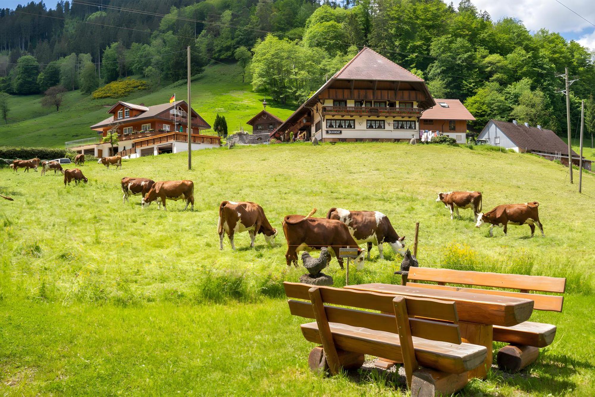 Hotel Josenhof à Wolfach Extérieur photo